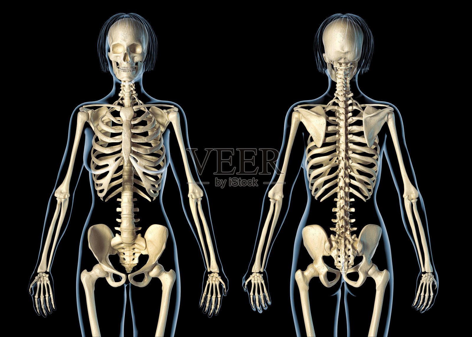 女人骨骼系统的前后视图。照片摄影图片