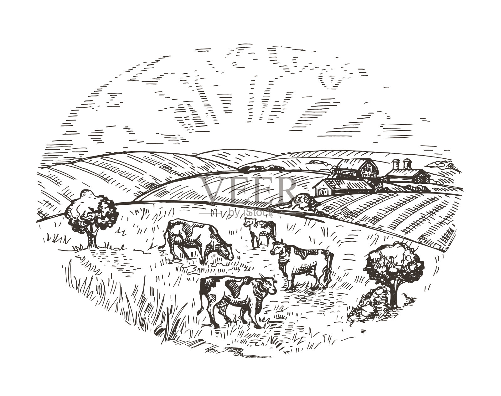 牛在牧场上吃草。用素描的风格来描绘农业。插画图片素材