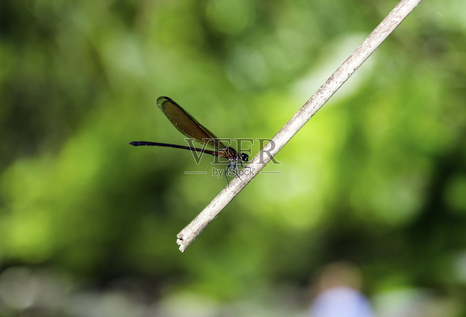 南部瀑布上的热带蜻蜓照片摄影图片