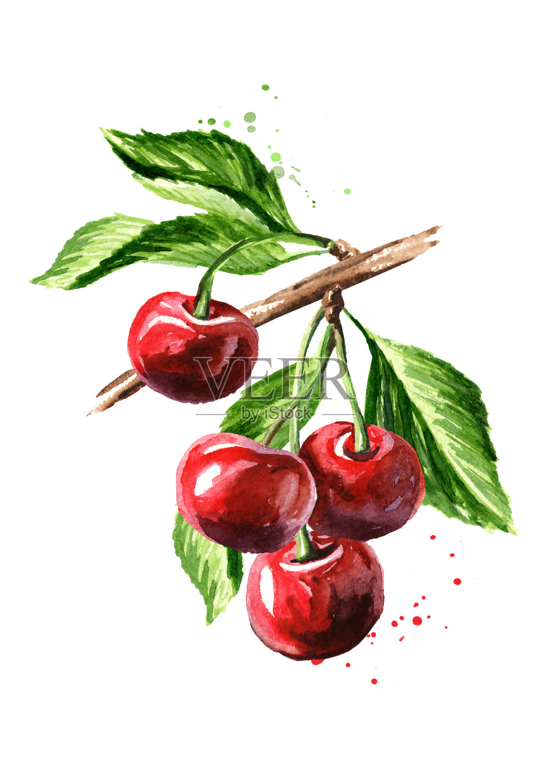 樱桃。成熟的樱桃在树枝上。水彩手绘插图孤立的白色背景插画图片素材
