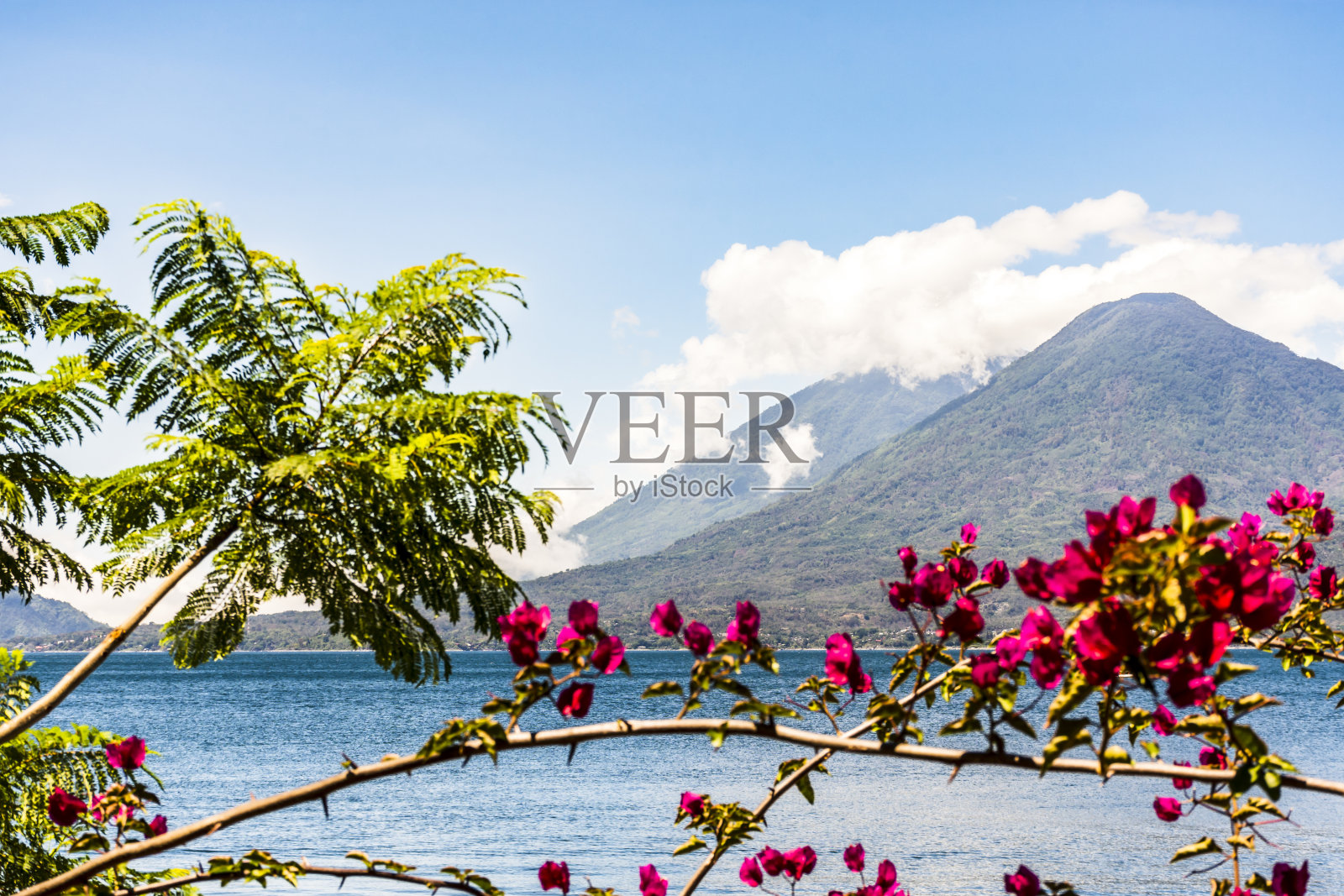 火山和粉红色的花，阿提特兰湖，危地马拉照片摄影图片