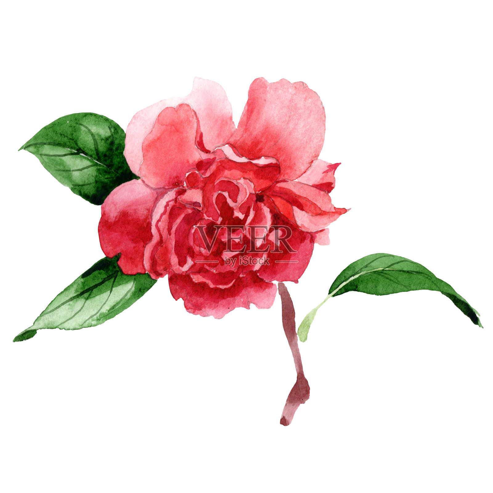 粉红色山茶花，植物花。水彩背景插图集。孤立茶花插图元素。插画图片素材