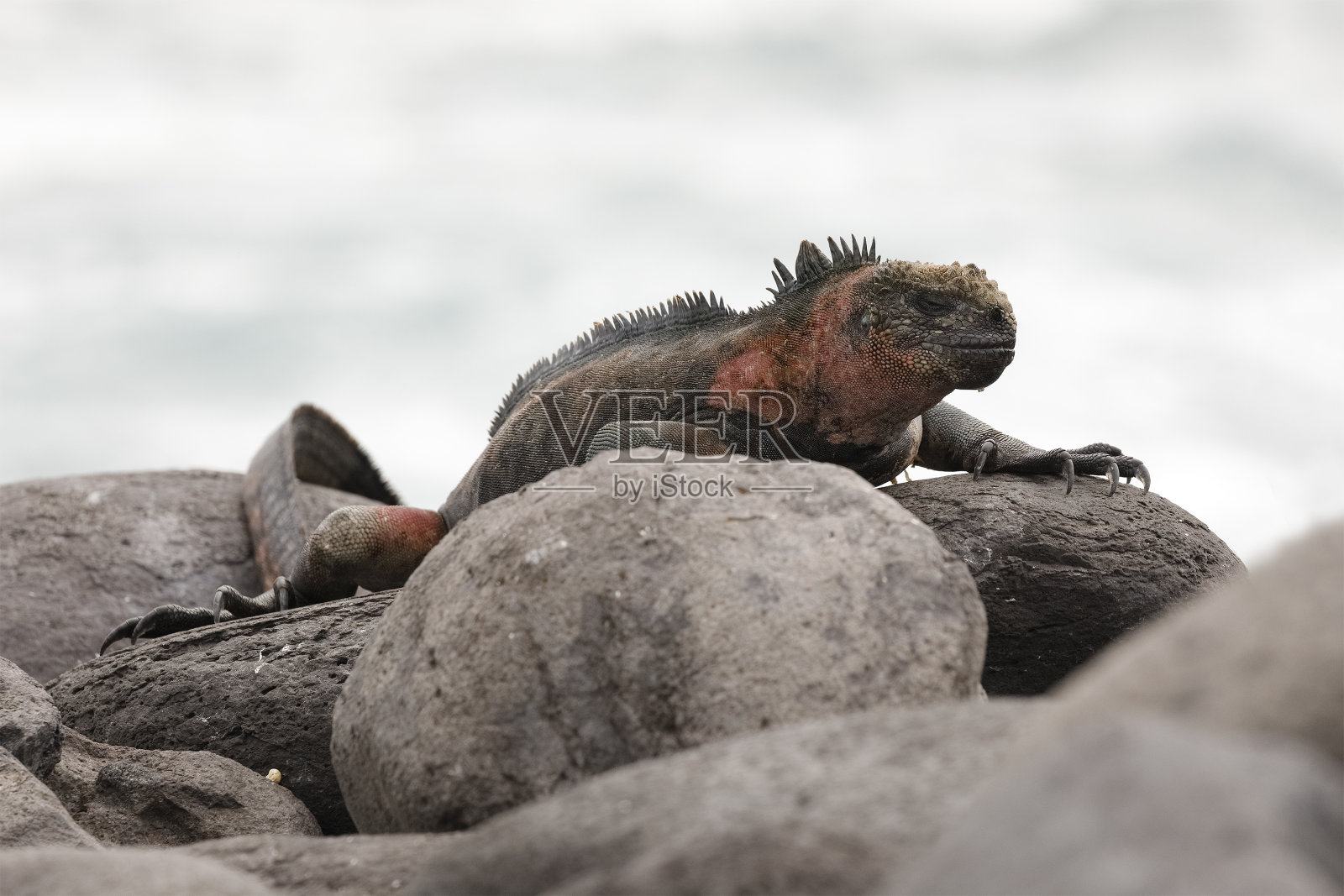 海鬣蜥在加拉帕戈斯群岛的岩石上晒太阳照片摄影图片