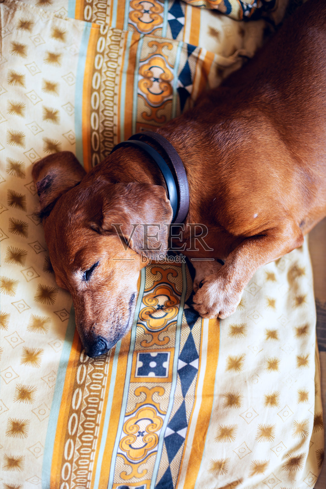 有趣的小狗，那只腊肠犬正在沙发上甜蜜地睡觉照片摄影图片