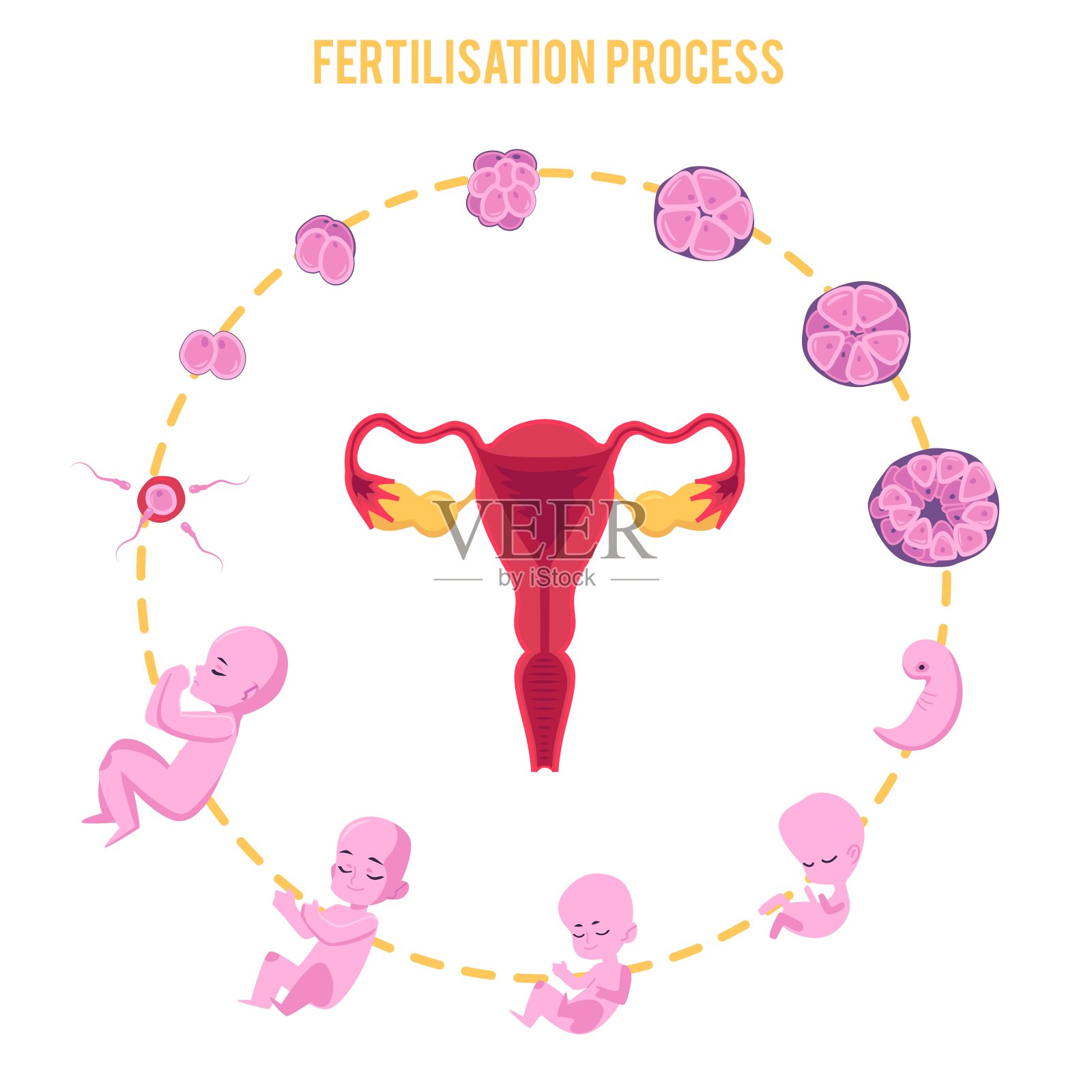 早期胚胎发育的几个阶段 - 好孕无忧