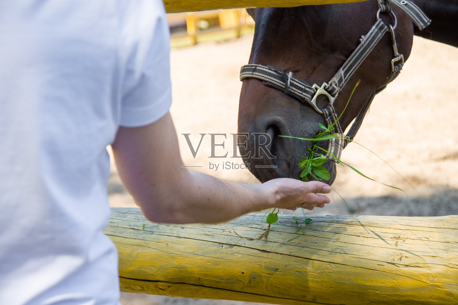 马从手中吃绿草。照片摄影图片