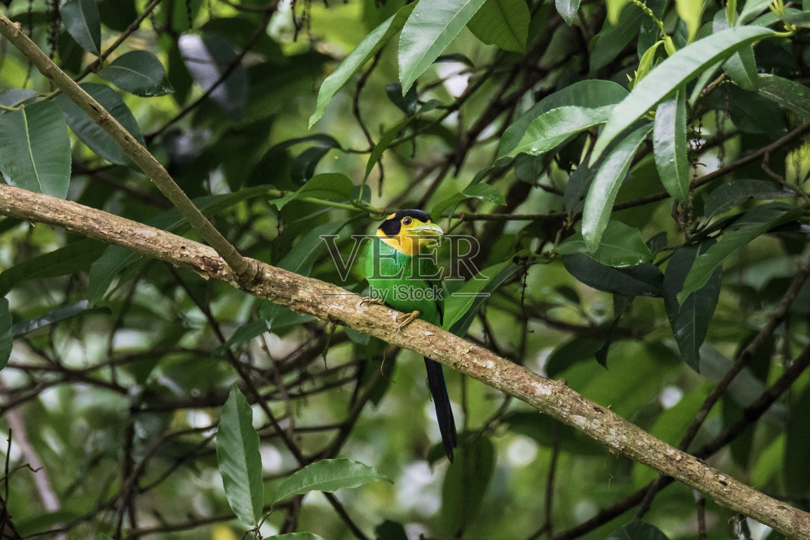 树枝上的彩色长尾宽喙鸟(psarisomus dalhousiae照片摄影图片