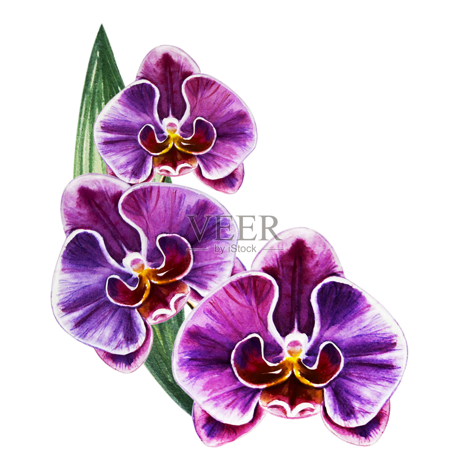 美丽的三朵紫色兰花。水彩画。外来植物。印花。植物成分。婚礼和生日。贺卡。插画图片素材