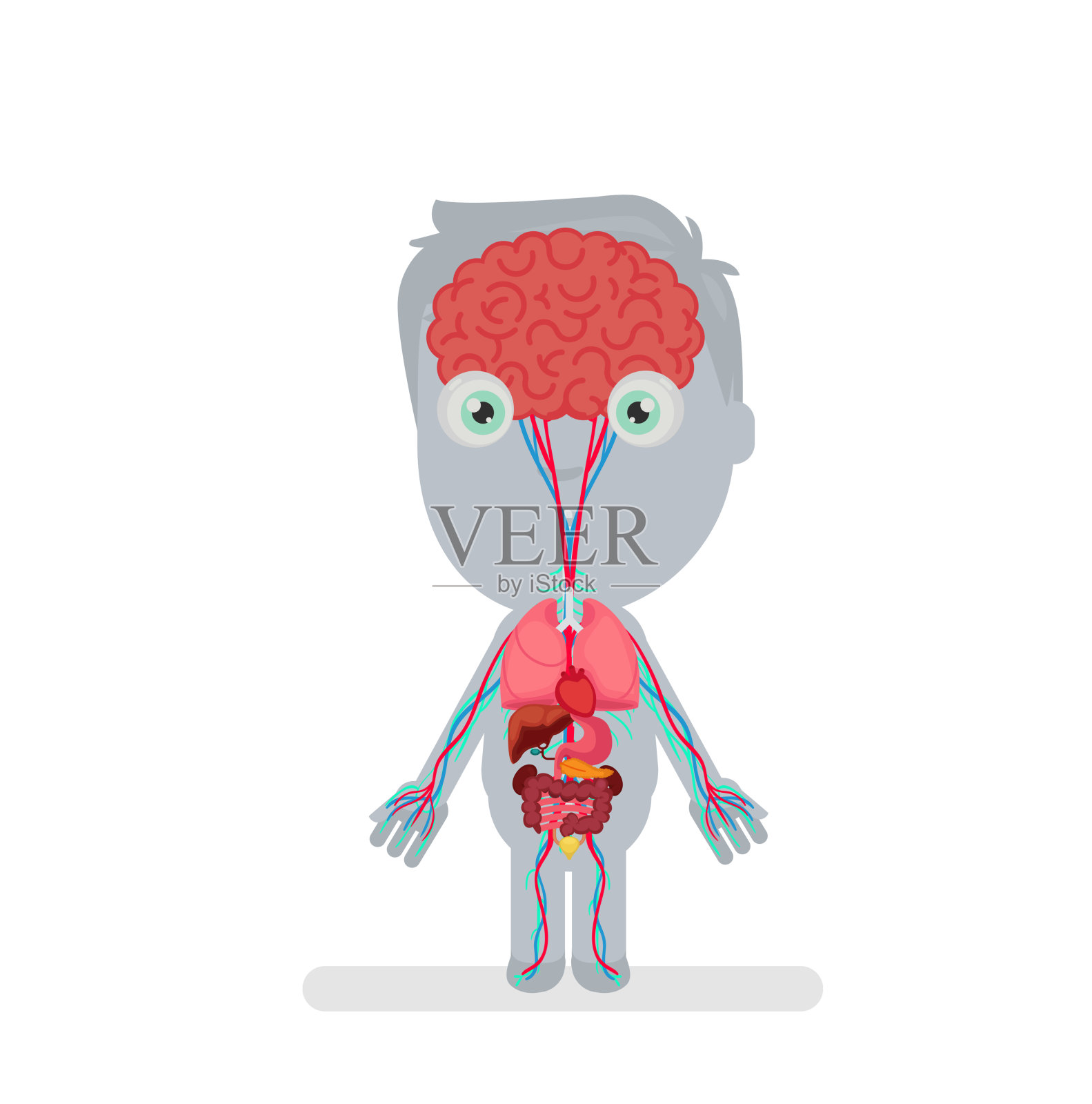 人体解剖矢量图插画图片素材