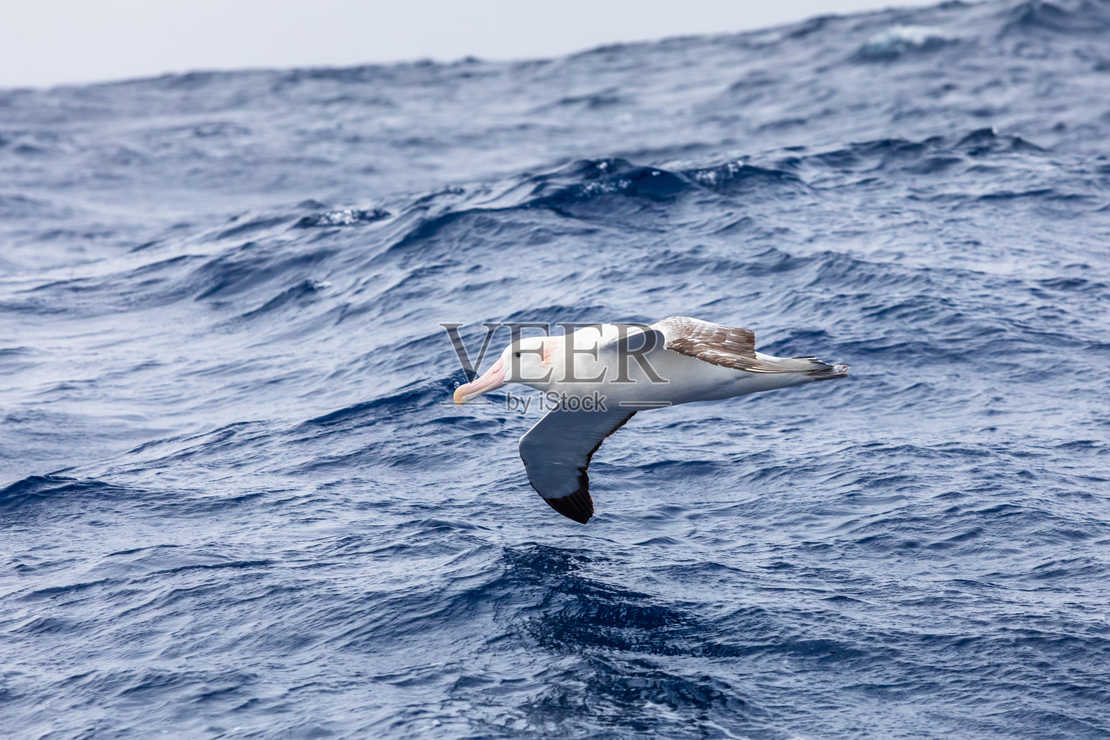 漫游信天翁在海面上低空滑翔，所有鸟类中翼展最大的鸟类提供了有效的飞行，海鸟在南极半岛附近的德雷克海峡觅食照片摄影图片