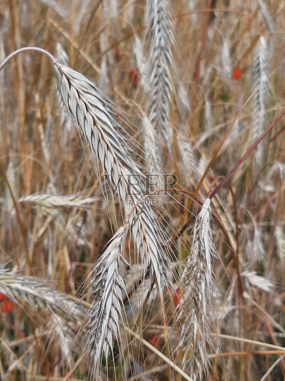 一亩地上有成熟的黑麦照片摄影图片