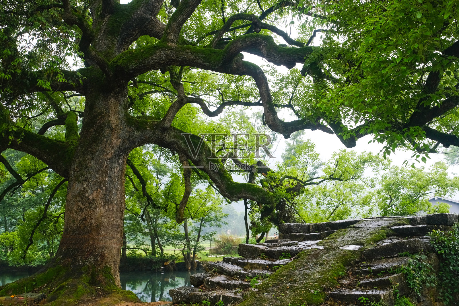 桂林森林照片摄影图片