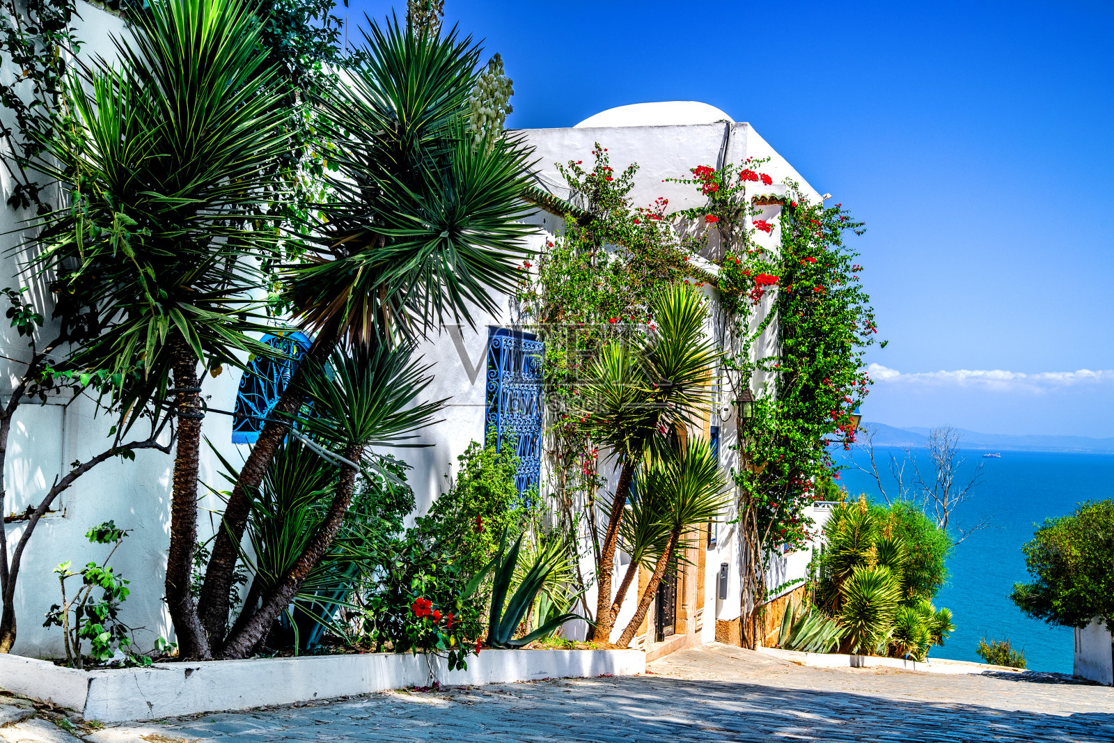 美丽的花园，棕榈树和鲜花在城市的白色墙壁西迪布赛德。突尼斯。照片摄影图片