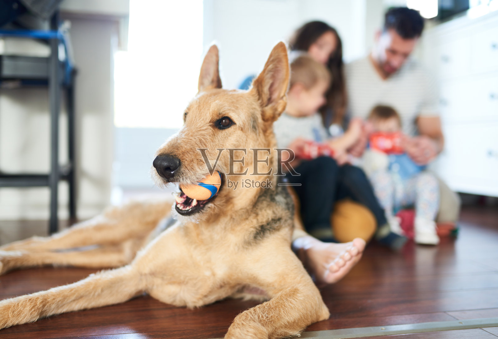 顽皮可爱的家庭宠物狗坐在年轻的家庭在背景持有球在嘴里照片摄影图片