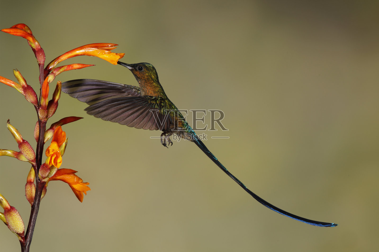 雄性紫尾飞蛾在厄瓜多尔一种向日葵上进食照片摄影图片