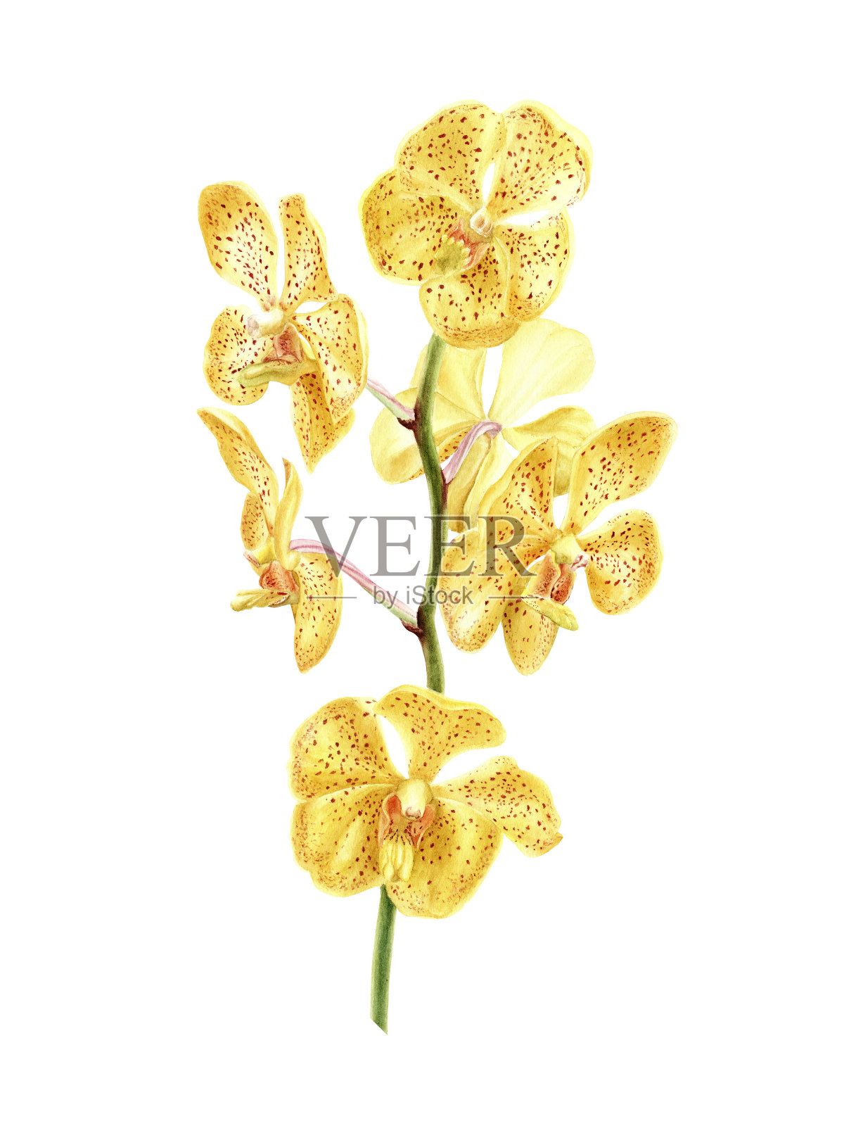 手绘水彩画一套热带植物黄兰花花孤立在白色的背景。插画图片素材