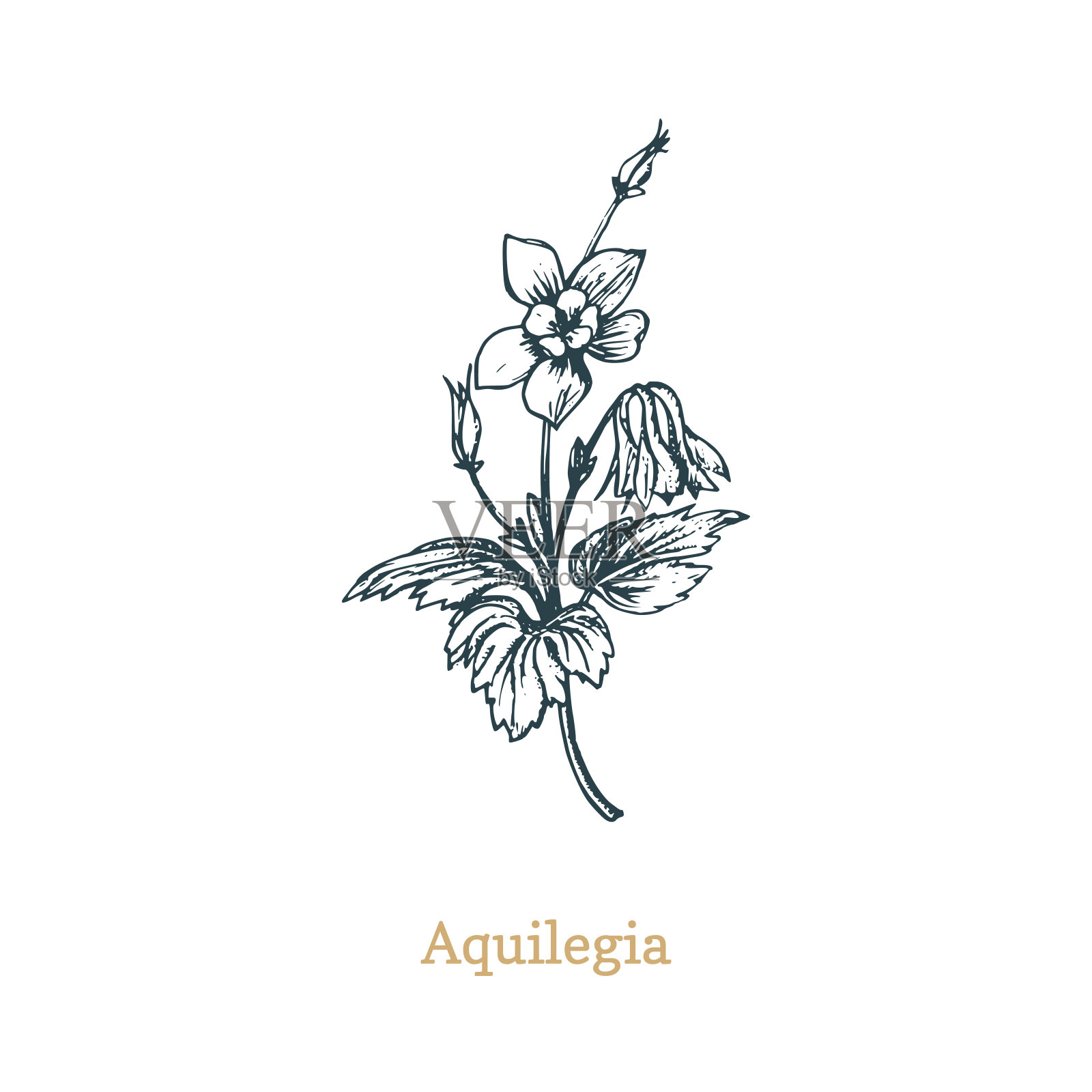 Aqilegia矢量插图。雕刻风格的耧斗菜野花手绘素描。植物工厂孤立。插画图片素材