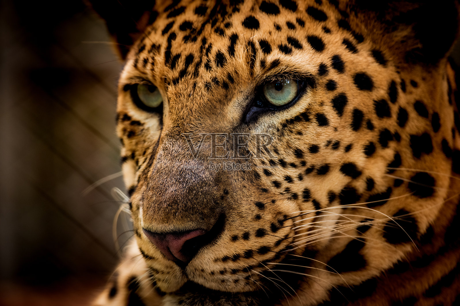 爪哇豹的肖像照片摄影图片