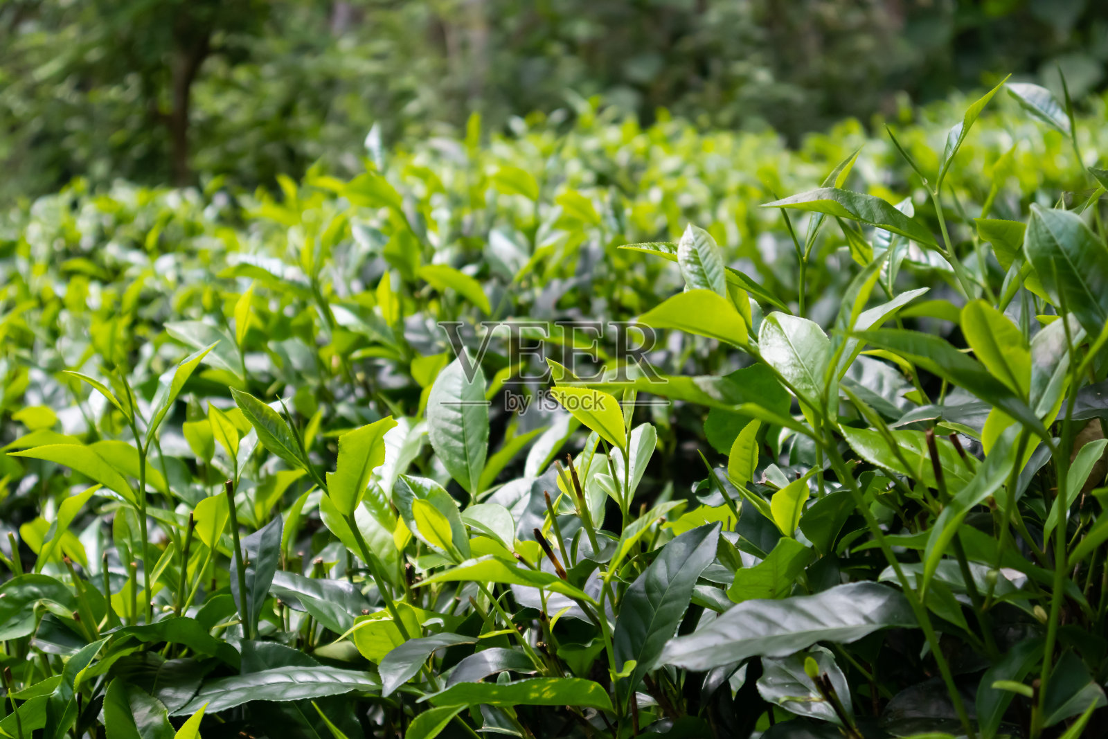 茶产业。绿茶的裤子。有机茶叶照片摄影图片