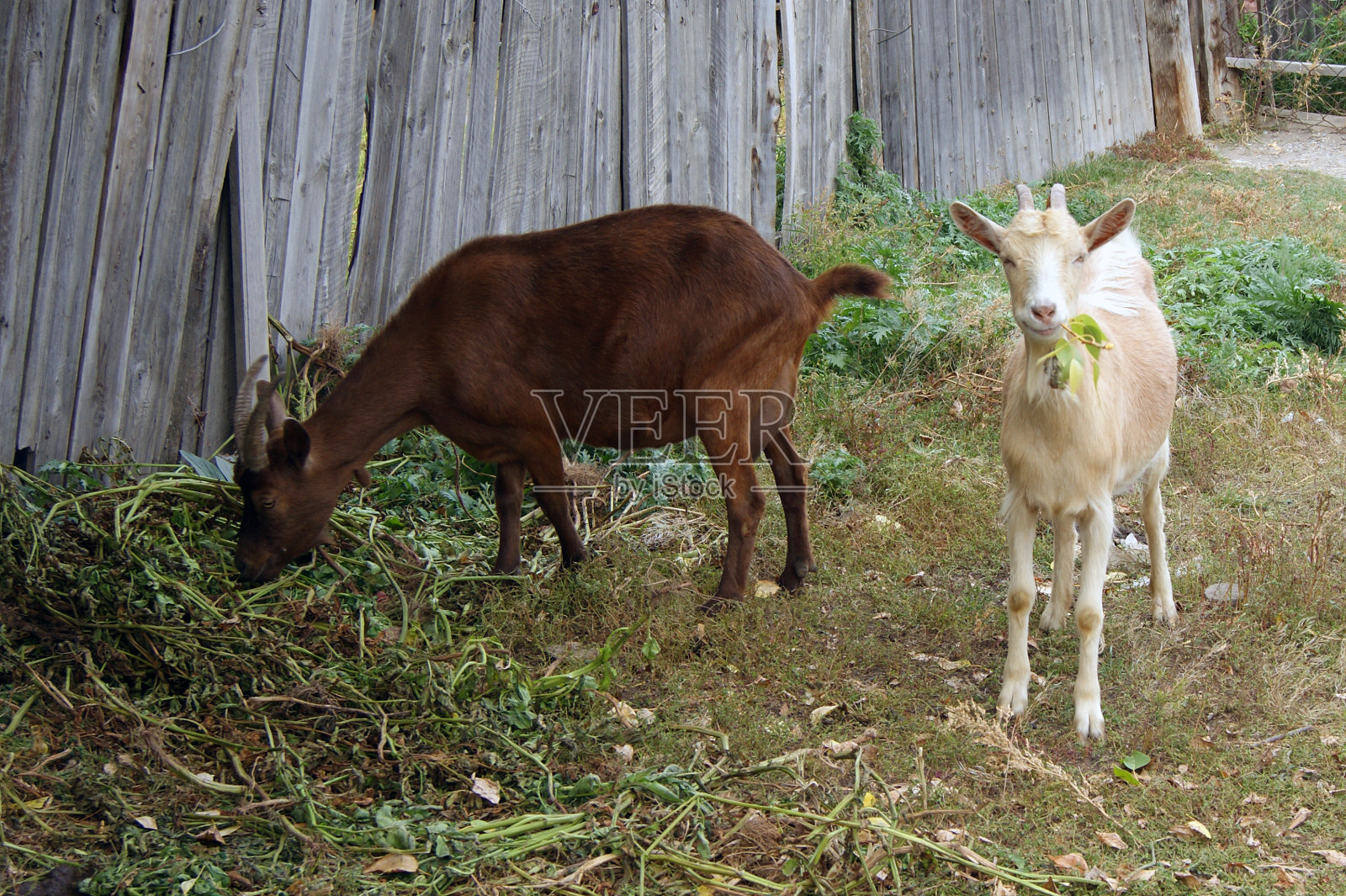 两只动物奶山羊在街上吃药草照片摄影图片