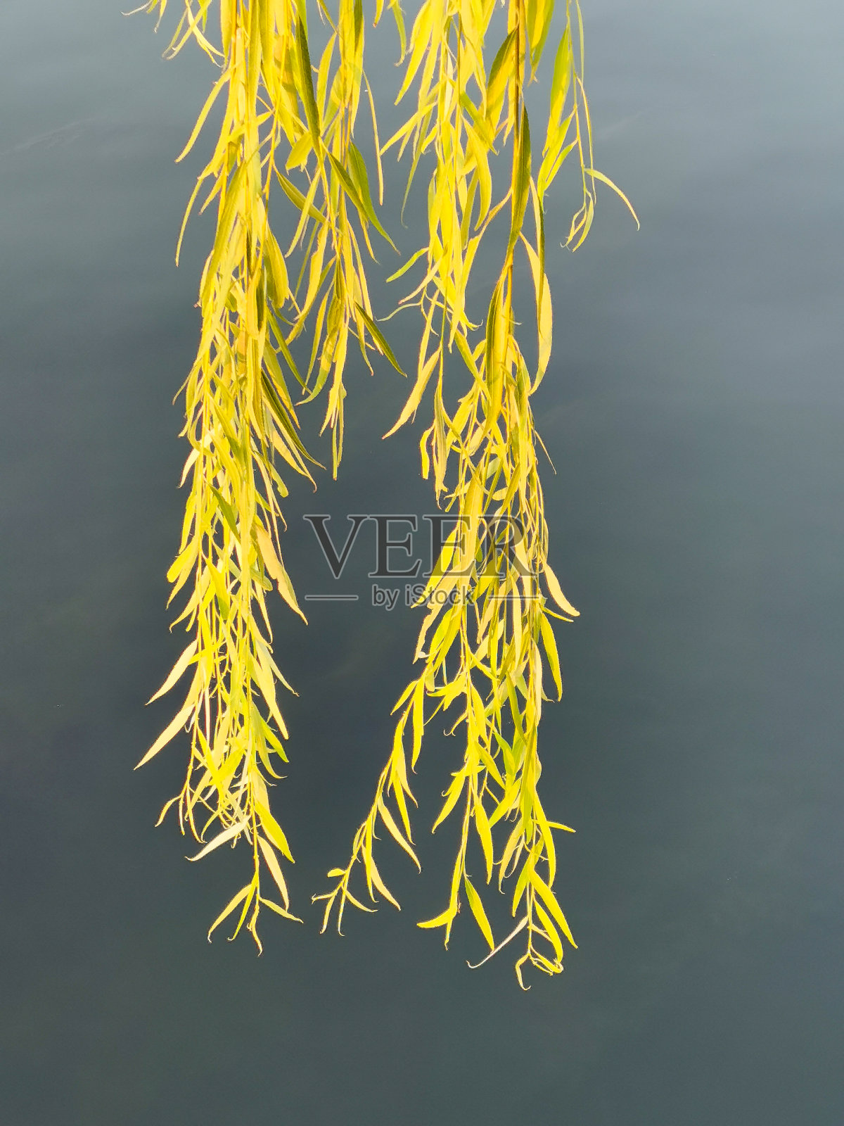金色的柳树在湖边摇曳照片摄影图片