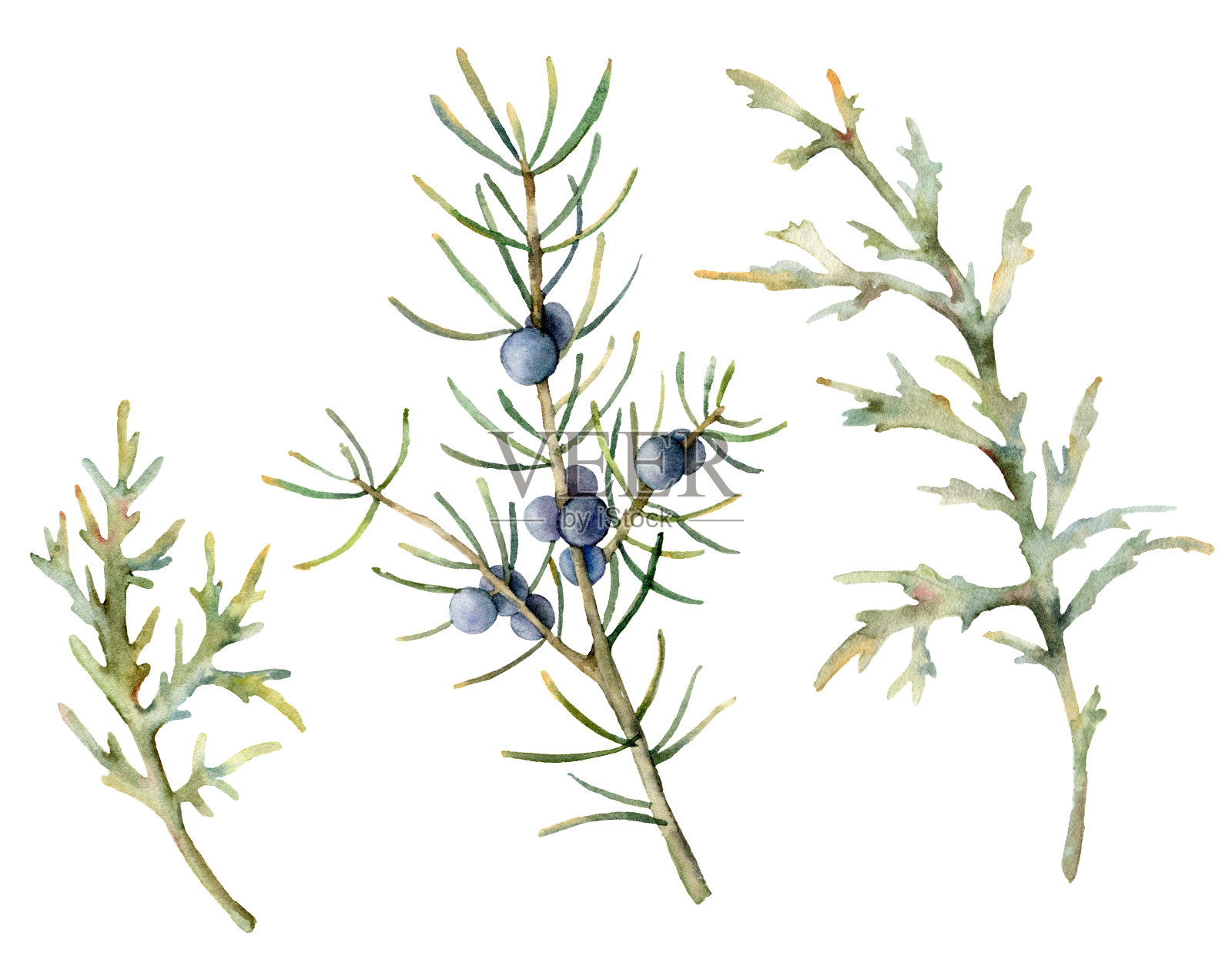 水彩杜松枝和针集。手绘常青树枝与蓝色浆果孤立在白色的背景。花卉插图设计，印刷，织物或背景。植物。插画图片素材