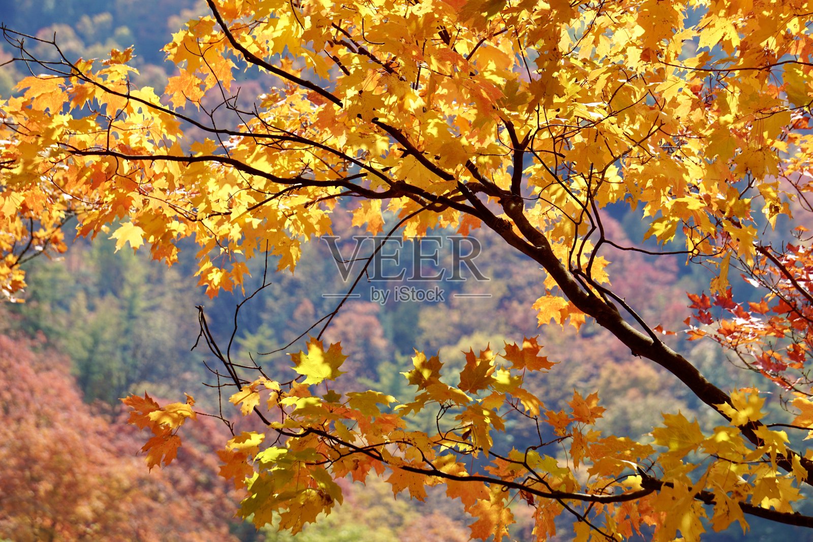 秋天的色彩照片摄影图片