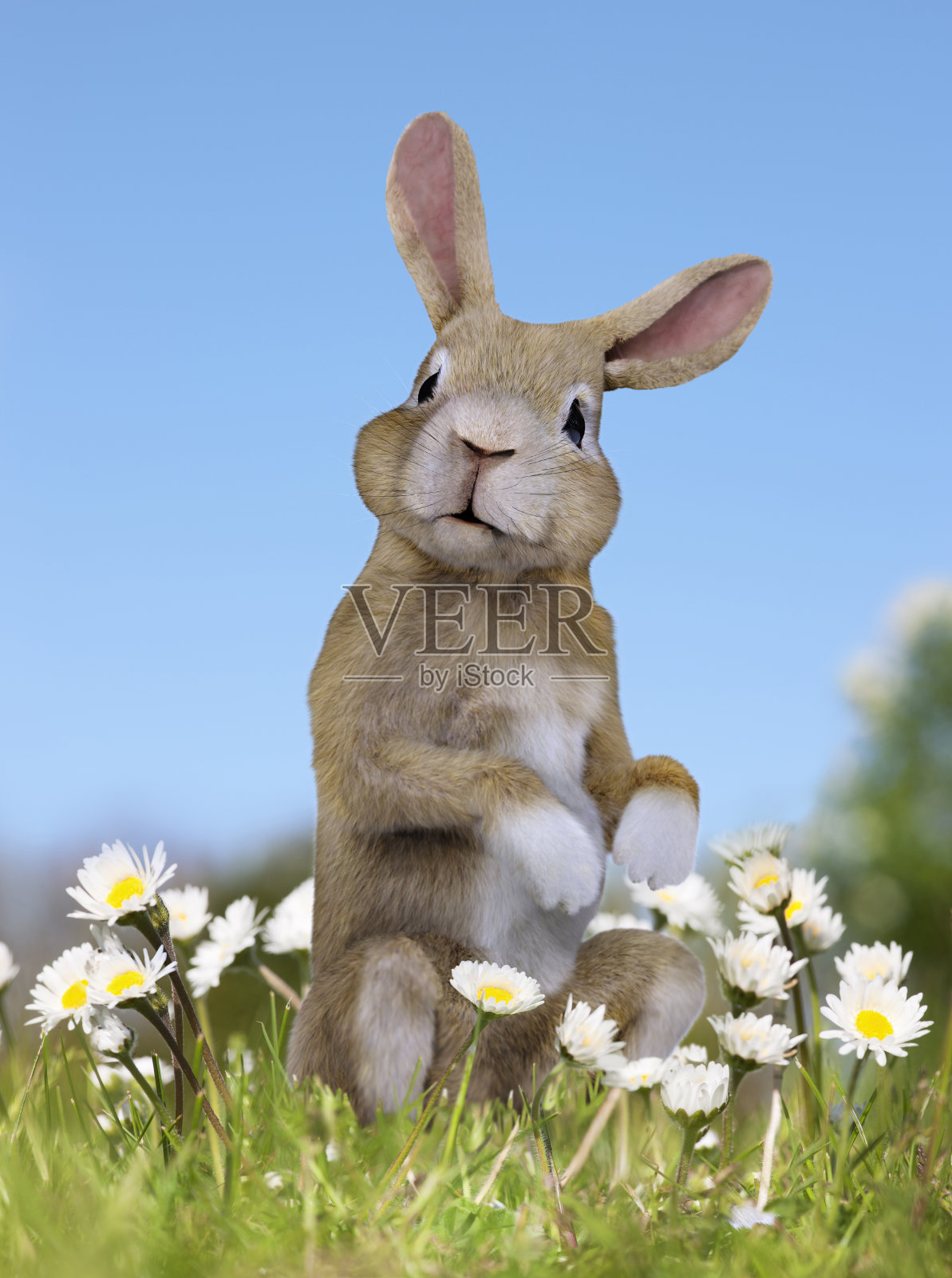 春天的田野里站着兔子插画图片素材