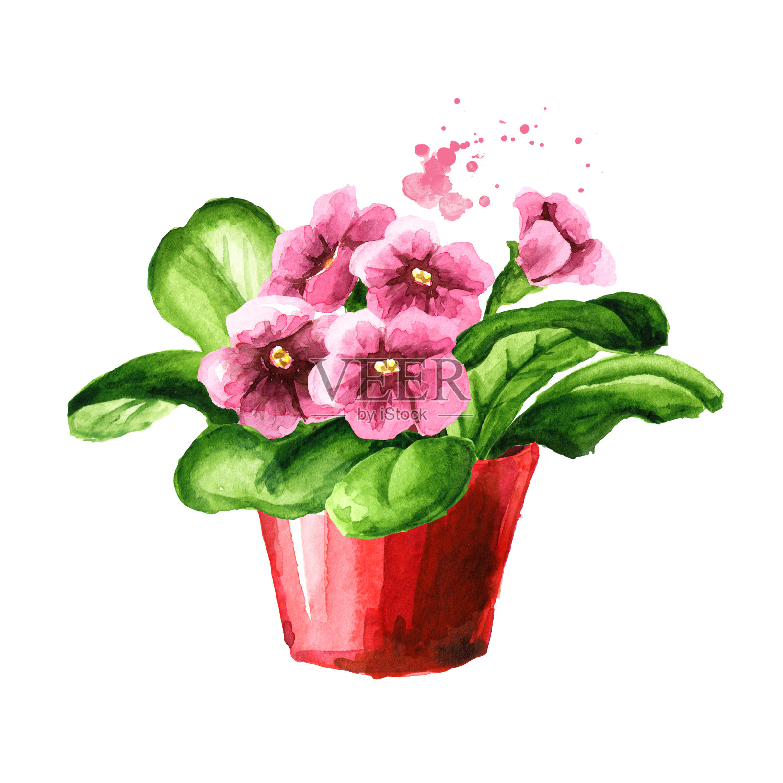 粉红色的花在花盆里。室内，家庭，室内植物。水彩手绘插图孤立的白色背景插画图片素材