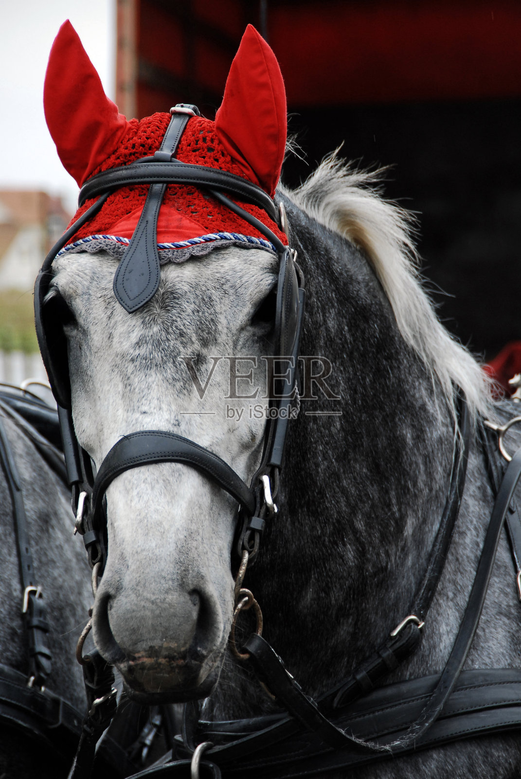 一匹头上有装饰品的漂亮的马。照片摄影图片