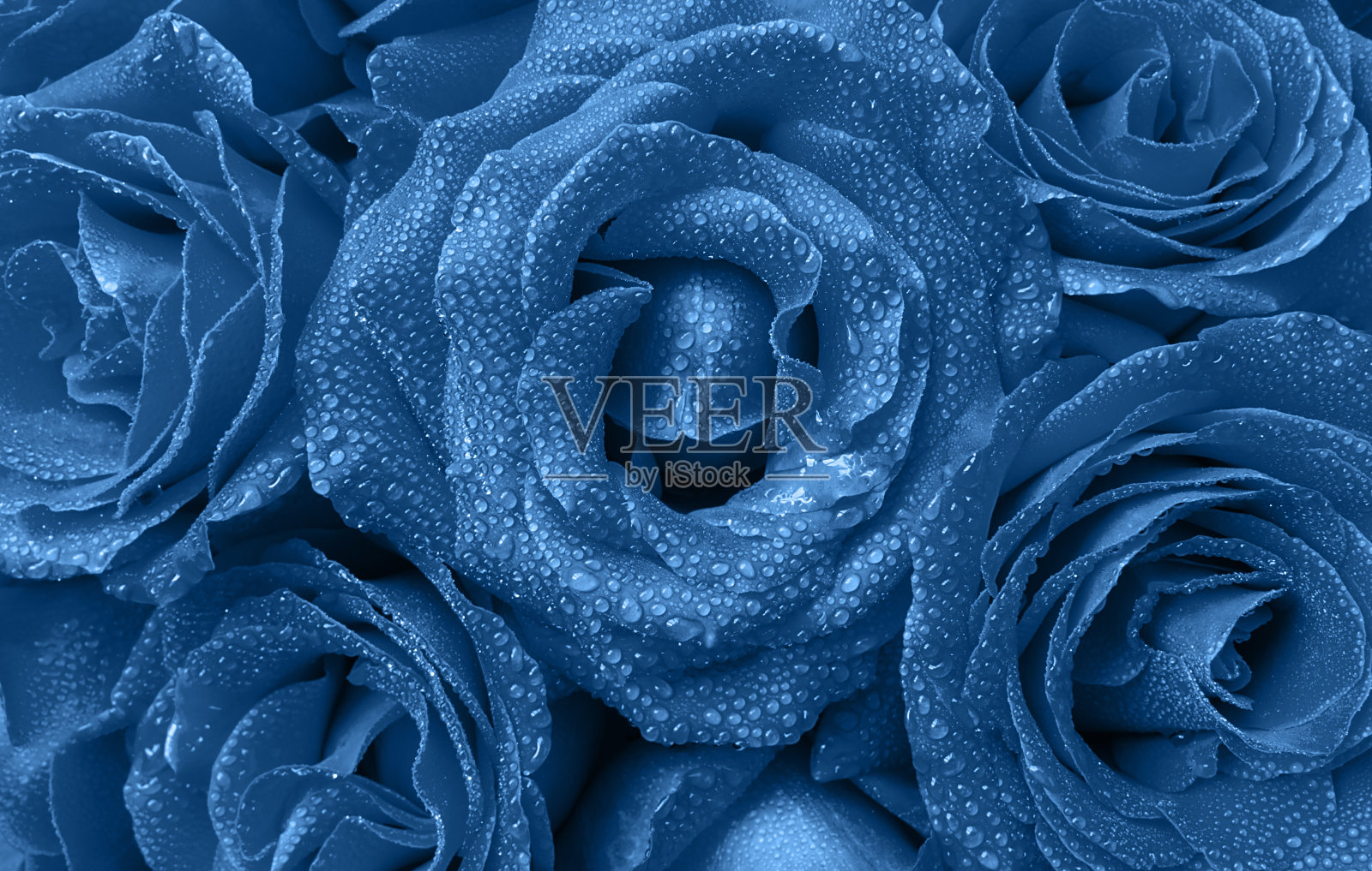 花的背景美丽的玫瑰与水滴的花瓣在时尚的蓝色。前视图。照片摄影图片