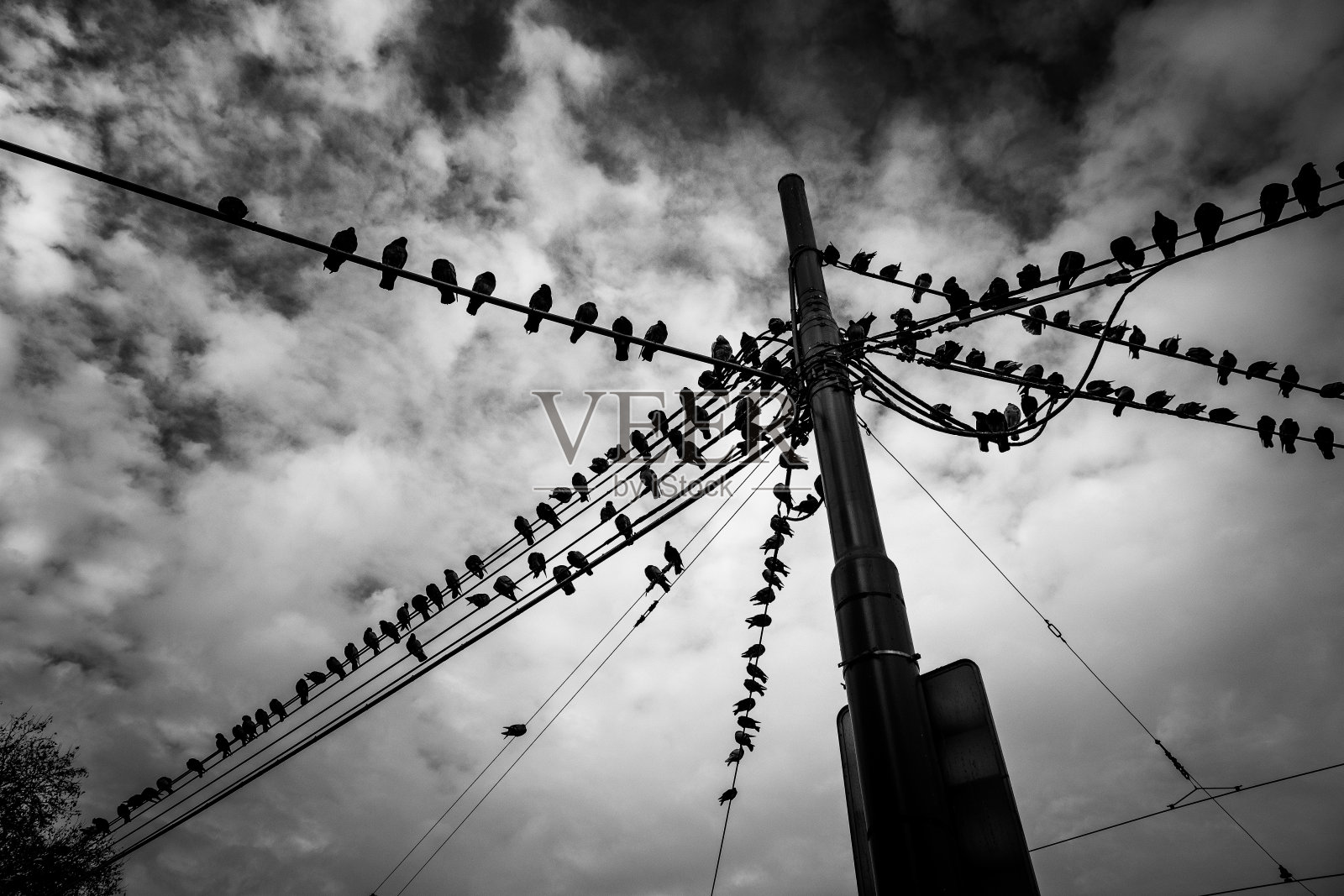 一大群鸽子坐在电话线上照片摄影图片