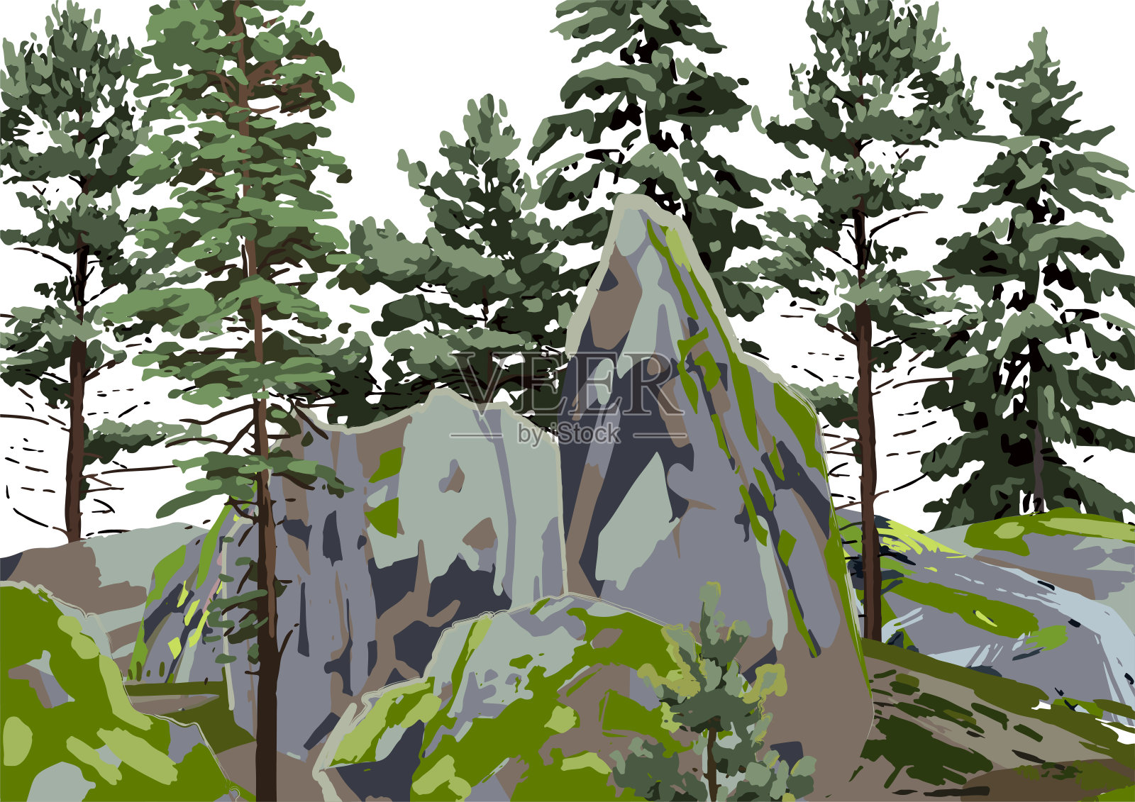 一组针叶树在岩石中，覆盖着青苔。插画图片素材