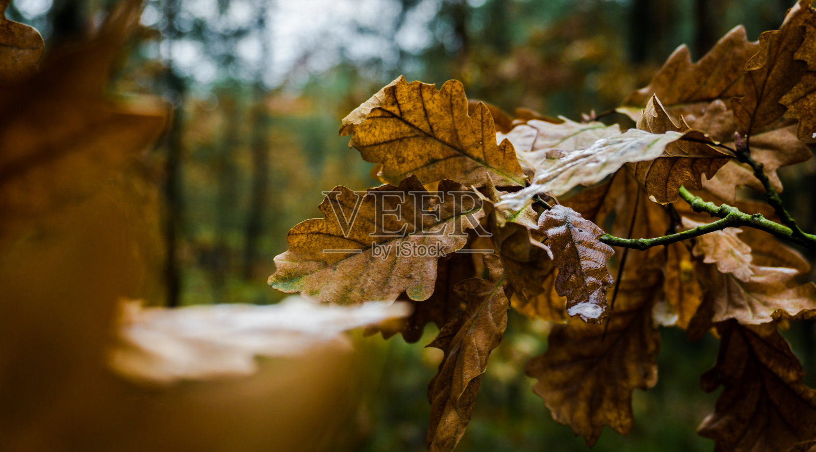 秋天的树叶在森林里。照片摄影图片