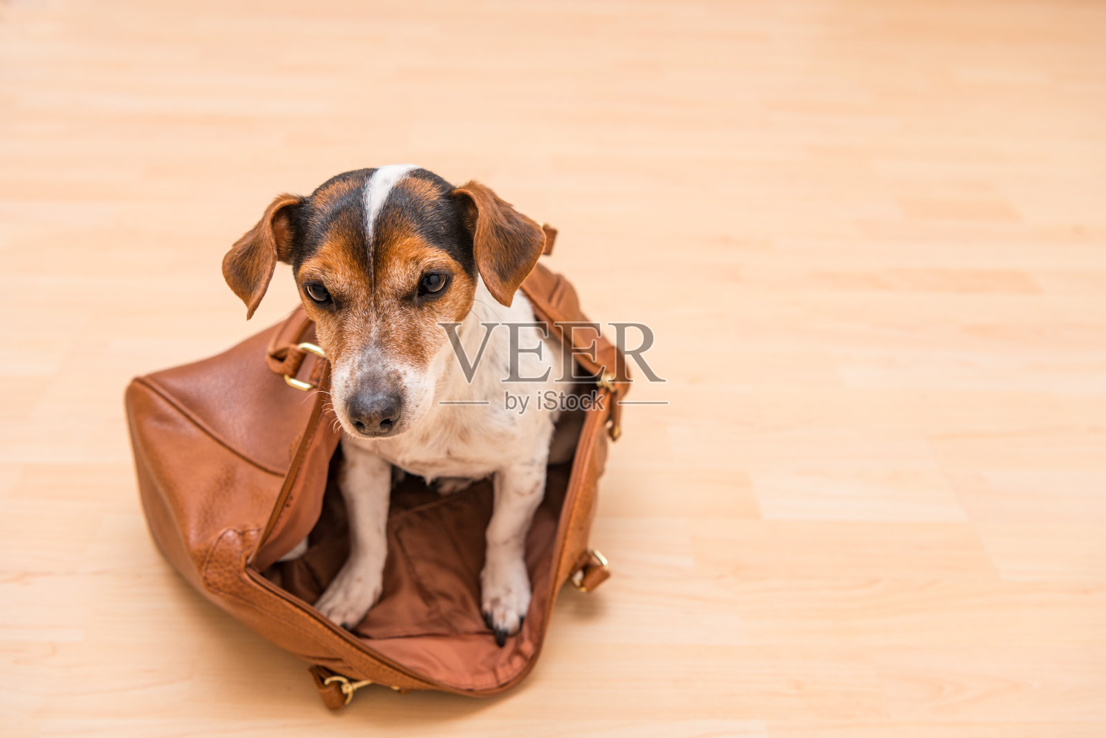 可爱的小杰克罗素梗坐在一个棕色的手提包里，看起来很有趣。照片摄影图片