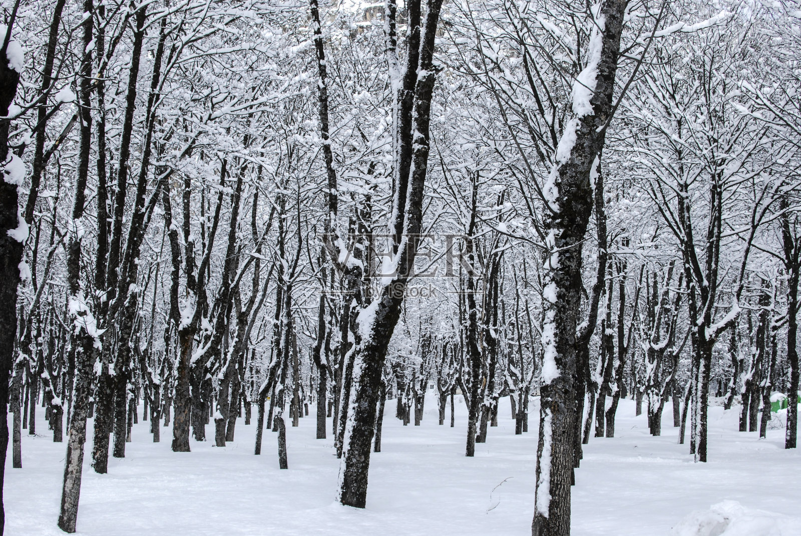 冬季雪景(西班牙)照片摄影图片