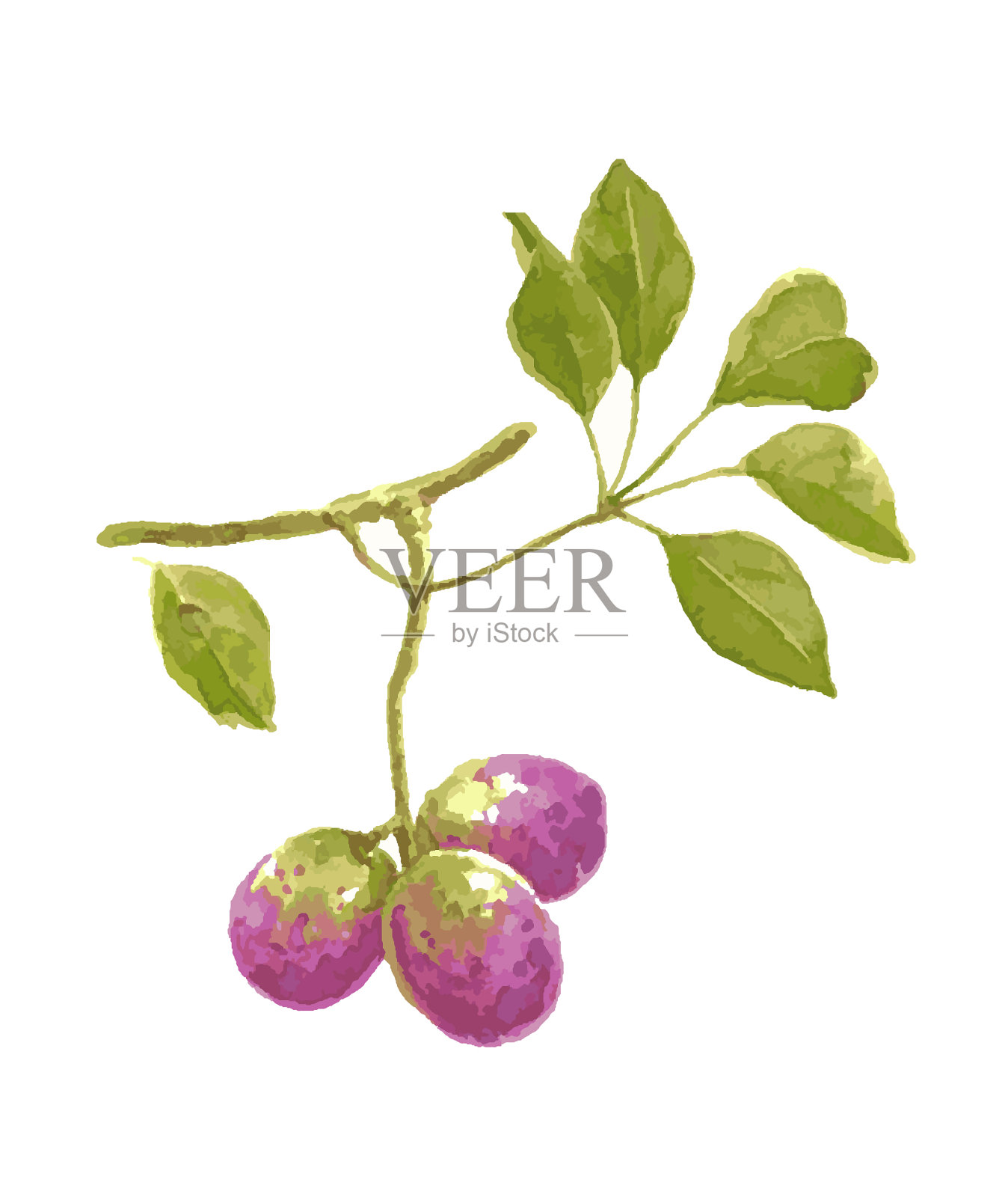 成熟的紫色水果的插图插画图片素材