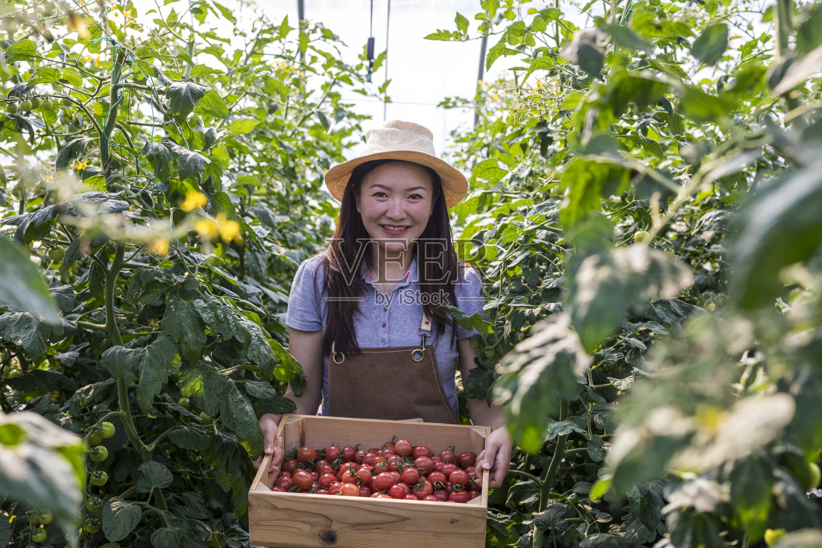 在菜园里摘番茄的女人照片摄影图片
