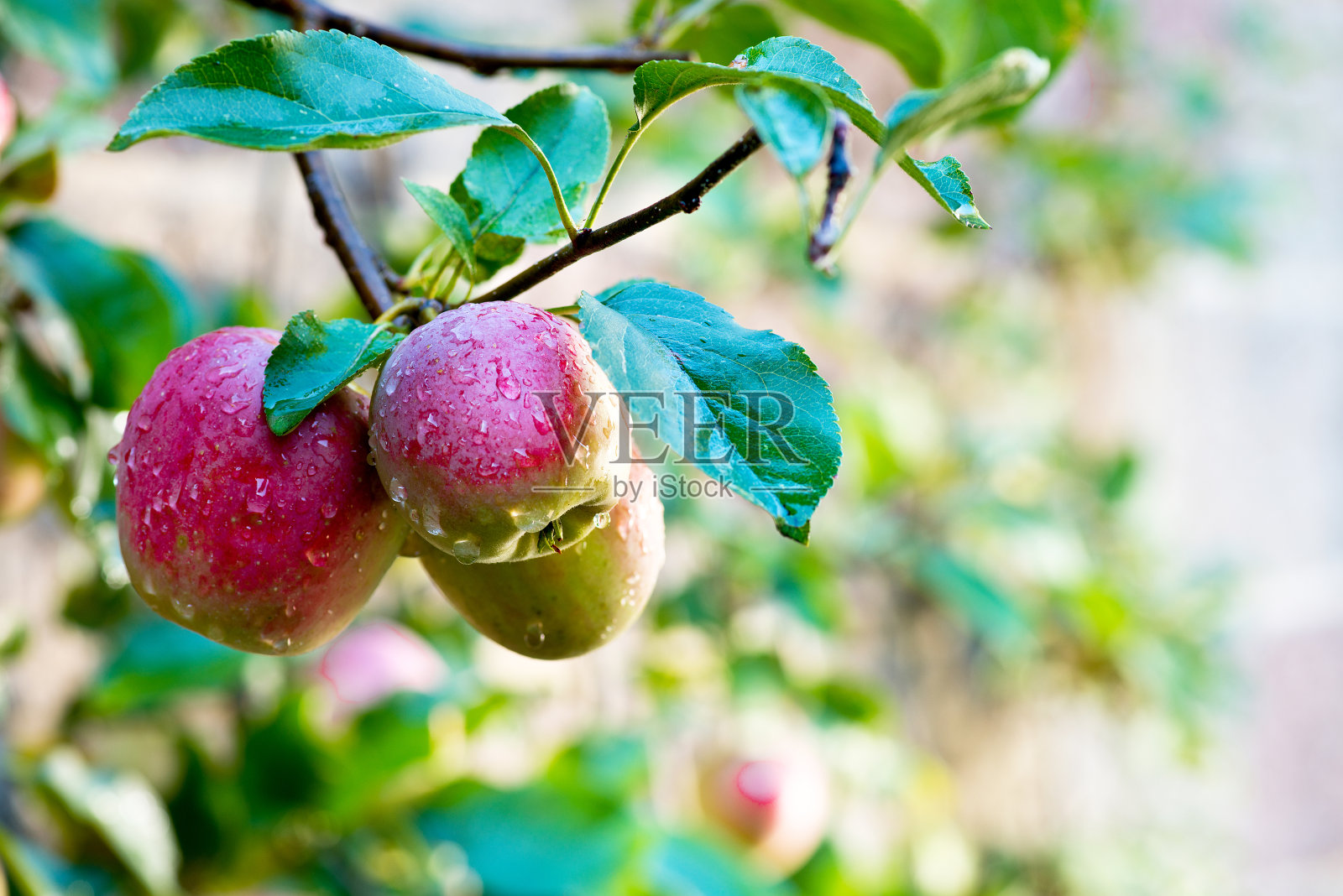 把水滴在树上给苹果浇红。照片摄影图片
