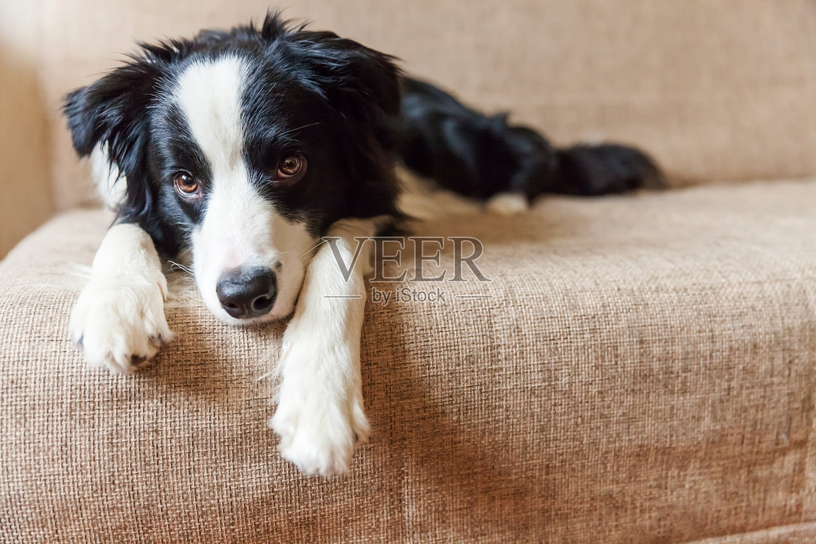 滑稽的肖像可爱的微笑小狗边境牧羊犬在沙发上。新的可爱的家庭成员小狗在家里凝视和等待。宠物护理和动物概念照片摄影图片