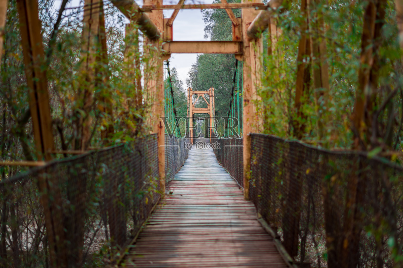 一座古老的木桥，树枝从桥中穿过。照片摄影图片