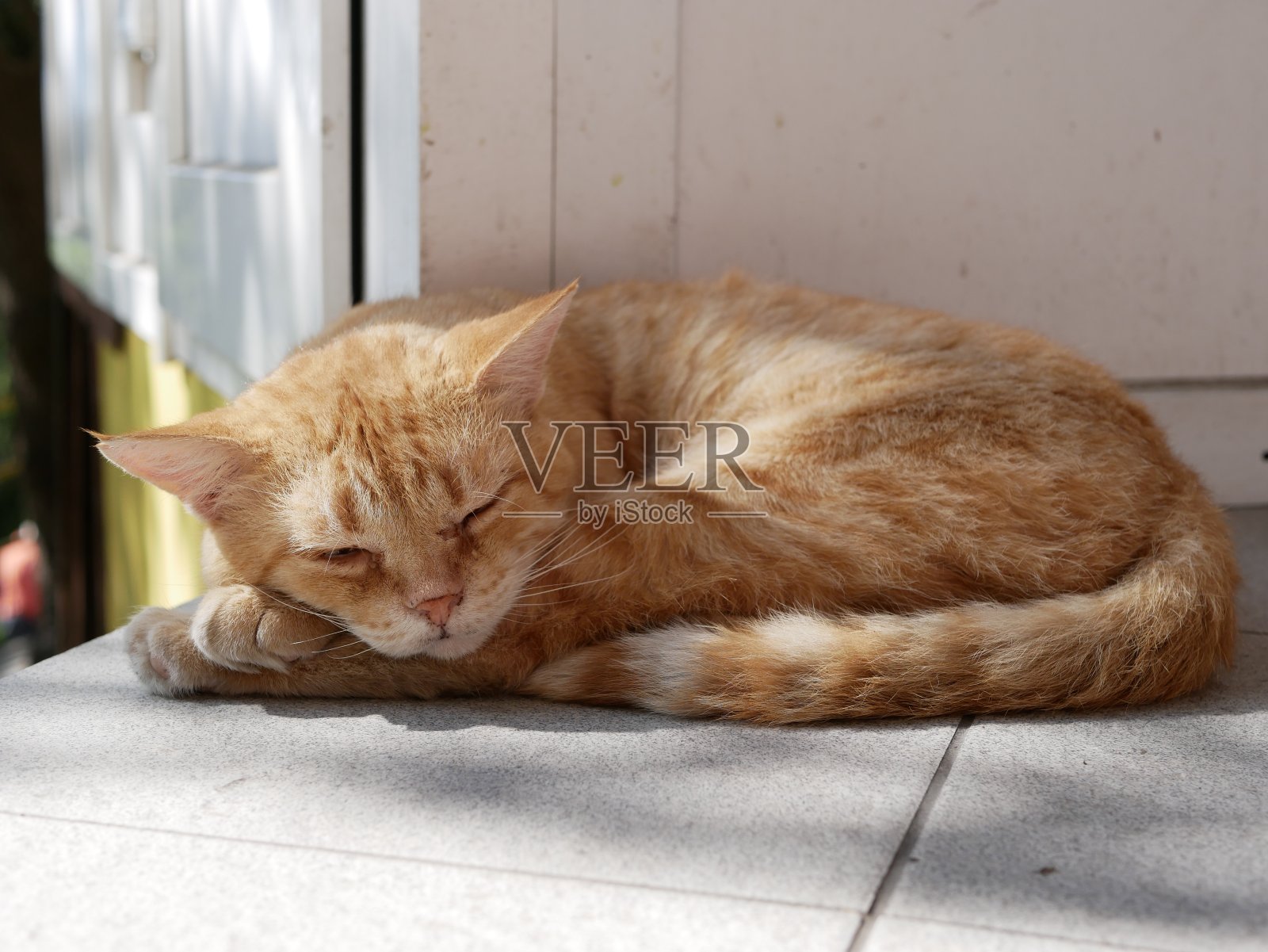 在一个阳光明媚的夏天，一只红色的小猫睡在灰色瓷砖上的塑料门旁边。照片摄影图片