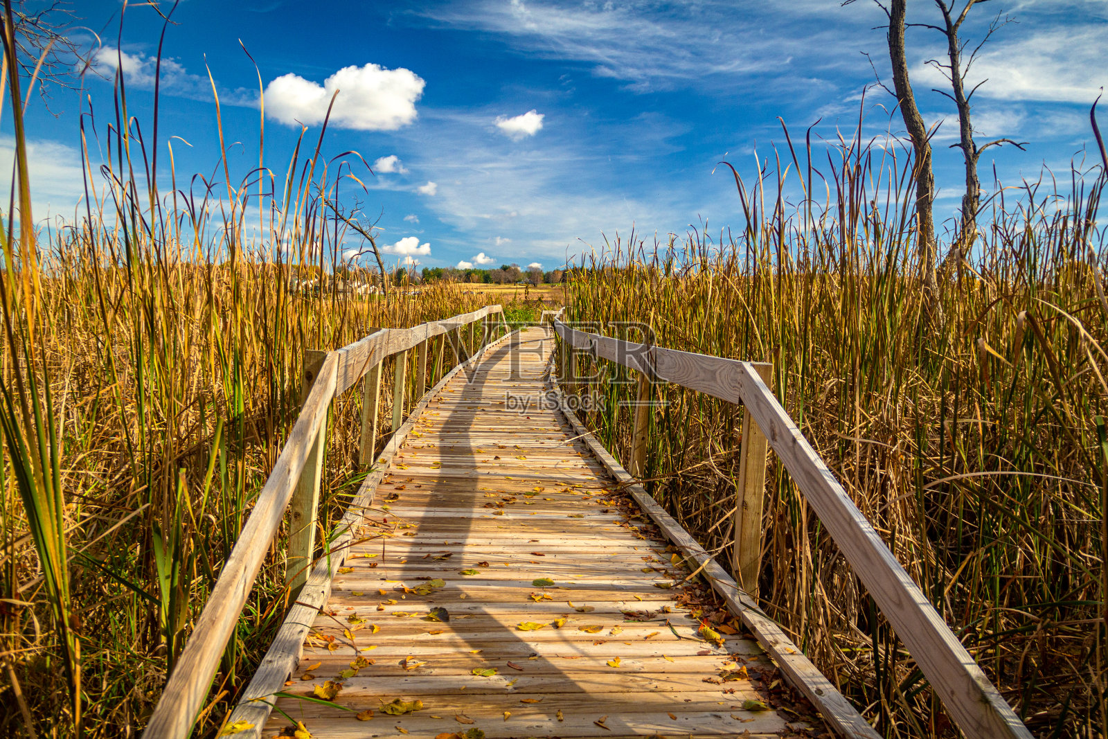 霍利肯沼泽的人行桥，美国最大的淡水香蒲沼泽照片摄影图片