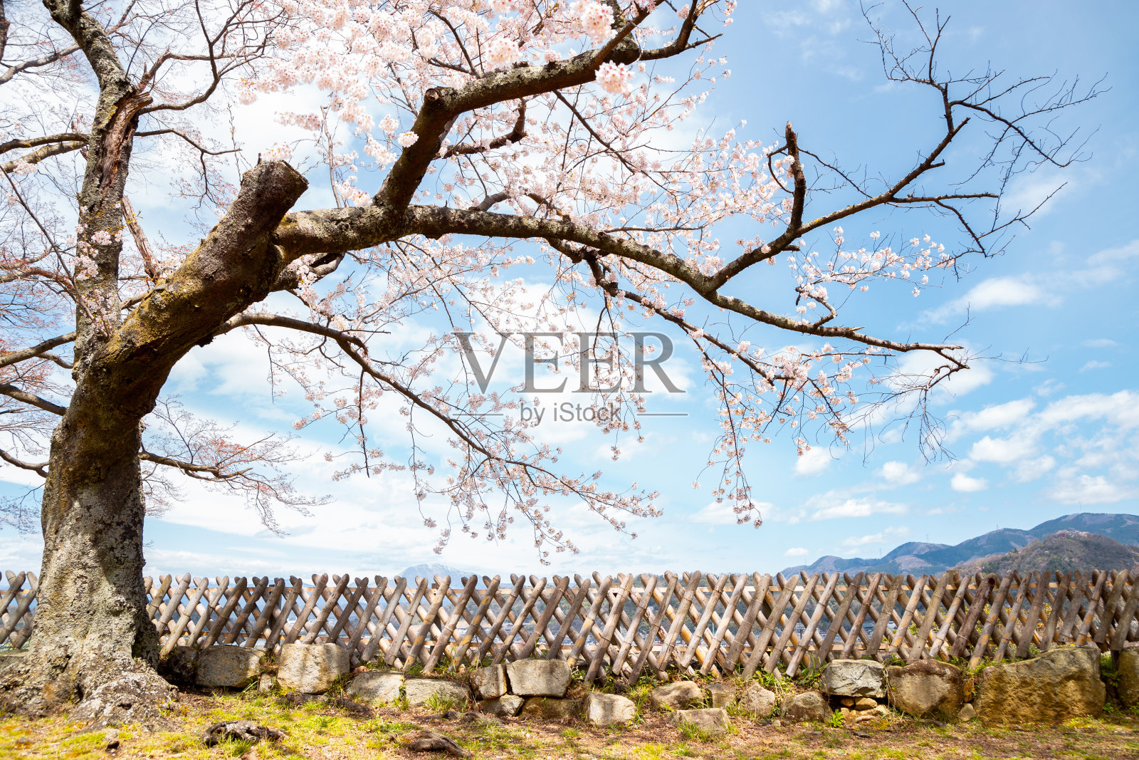 日本志贺的彦根公园春天樱花盛开照片摄影图片