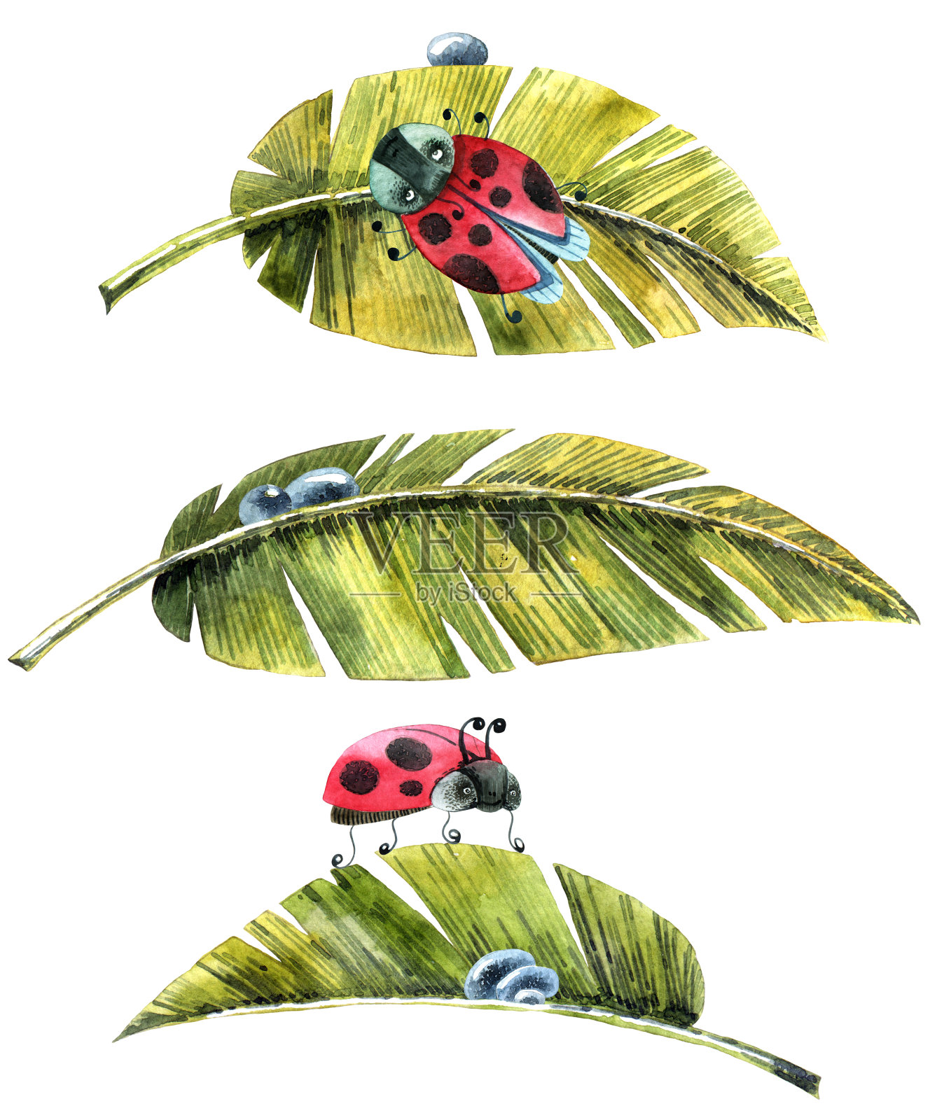 瓢虫在叶插画图片素材