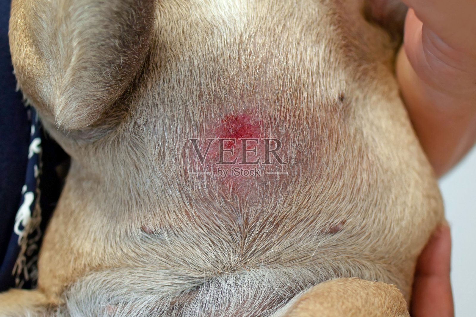 有严重过敏的短毛法国斗牛犬的动物皮肤抓伤腹部照片摄影图片