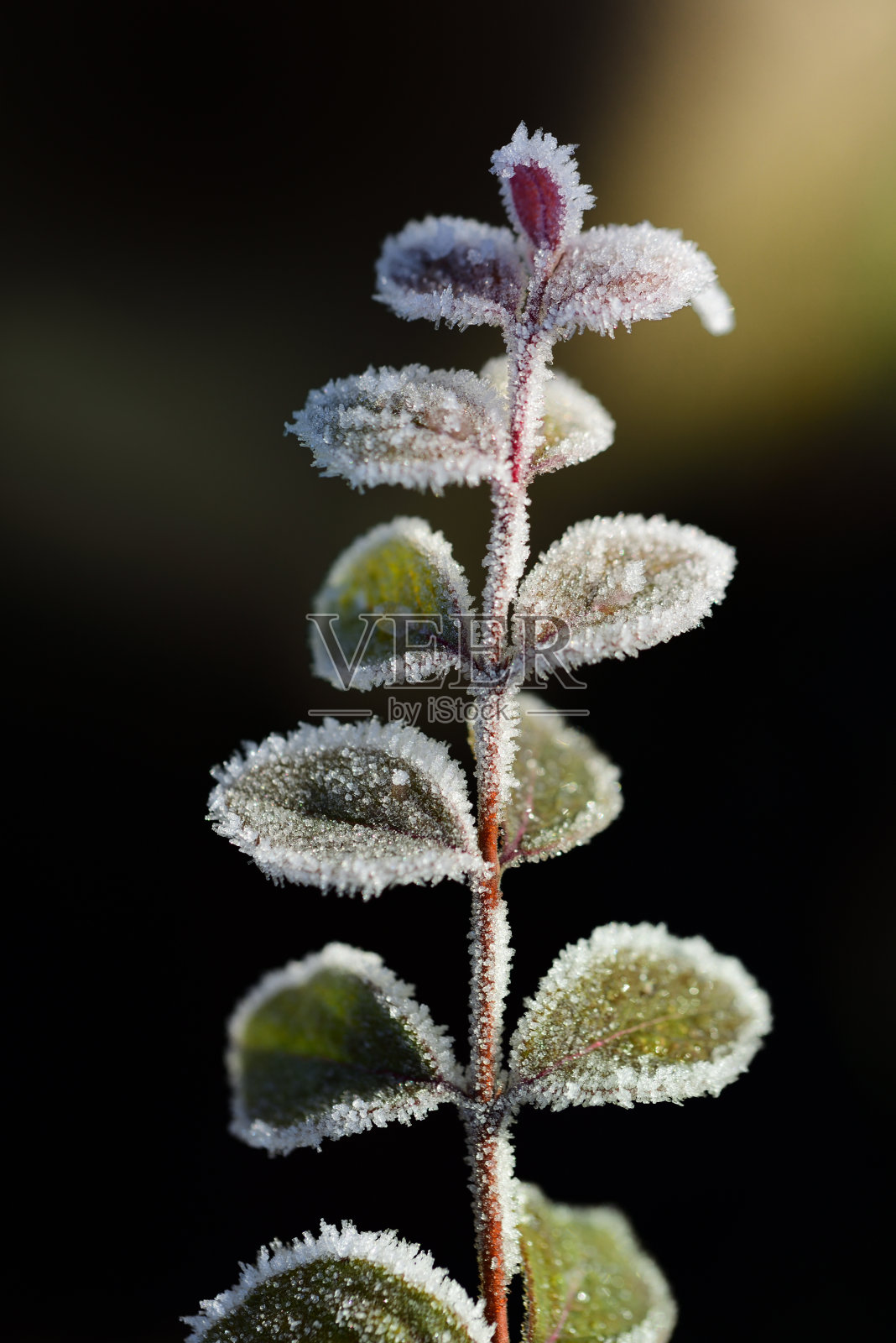 树枝上的小绿叶的特写，覆盖着霜冻和冰晶，以肖像格式的灯光效果为背景照片摄影图片