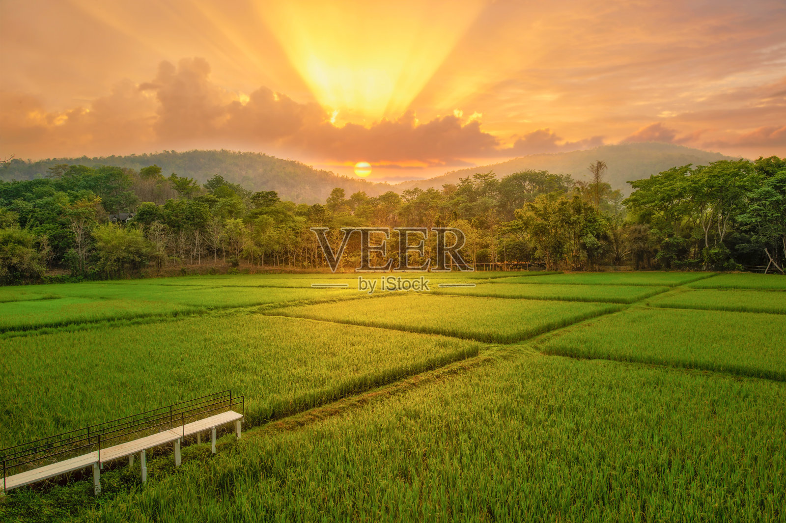 全景自然景观的绿色田野与水稻照片摄影图片