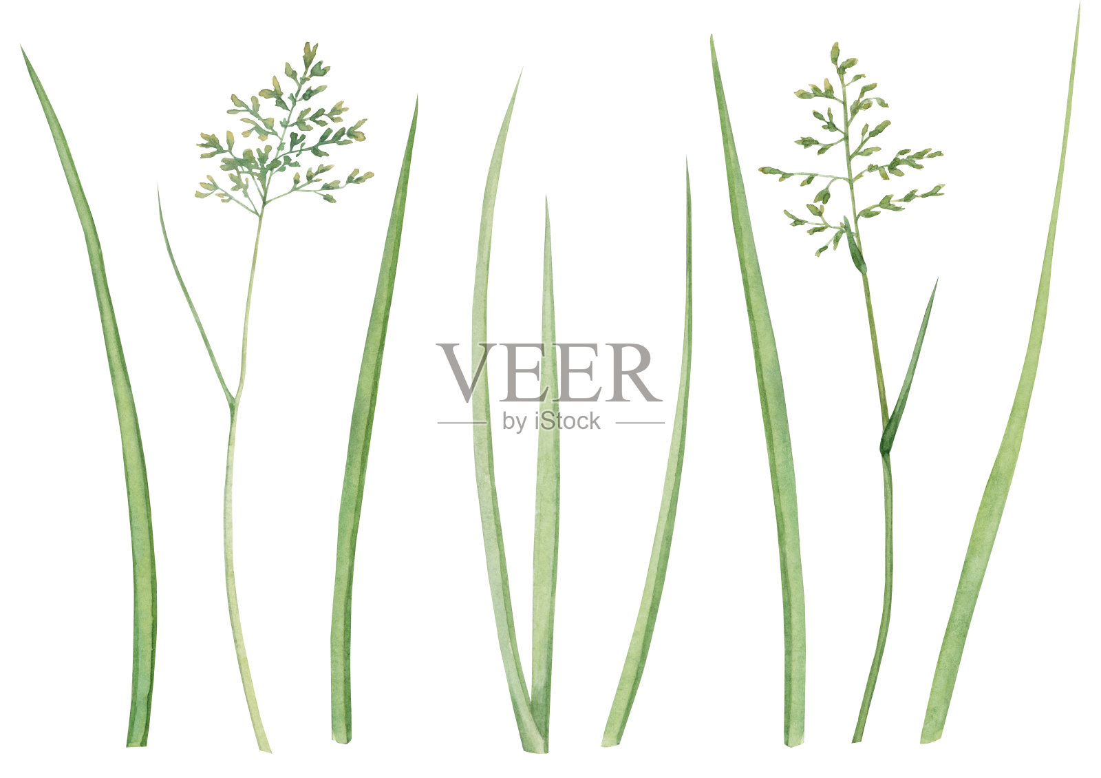 水彩设置与绿色草的剪影在白色插画图片素材