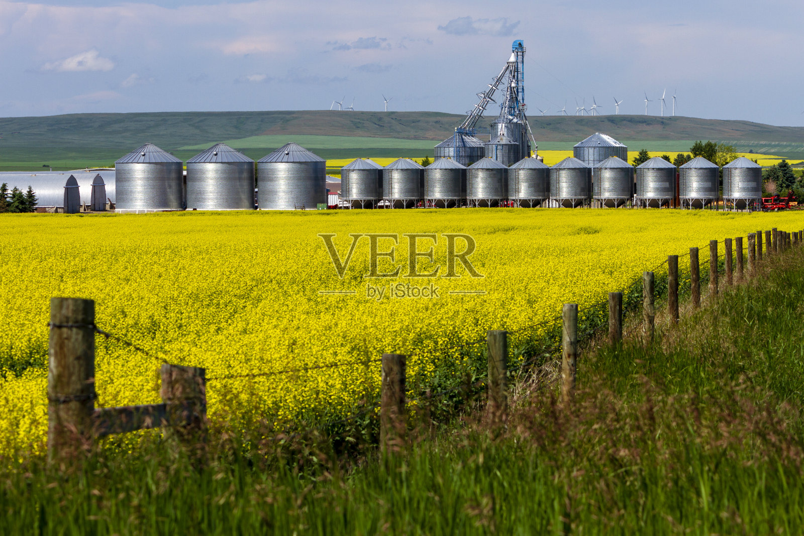 加拿大阿尔伯塔省油菜田农业照片摄影图片